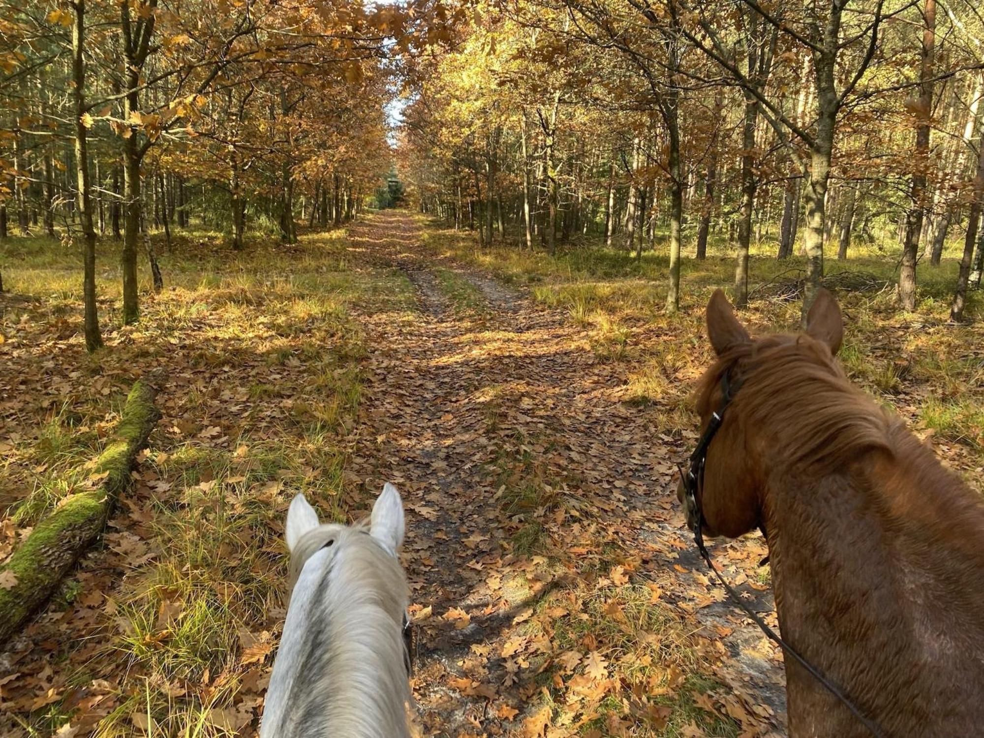 Cozy Holiday Home On A Horse Farm In The L Neburg Heath Eschede Exterior photo